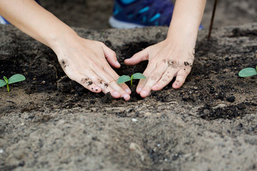 The young woman plants a young cucumbers.