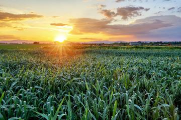 Green field at sunset. © TTstudio