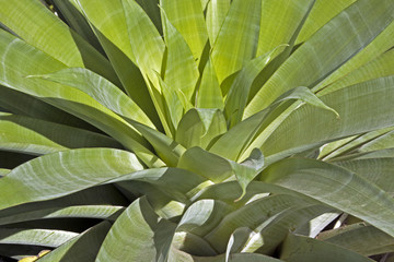 Naklejka na ściany i meble Above Close up View of Green Plant Leaves