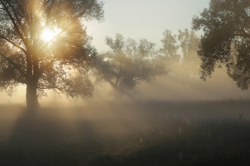 sun rays through the trees in the fog