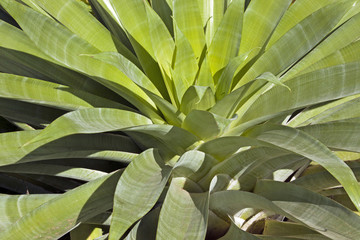 Close up  Patterns and Textures of Succulent Plant Leaves