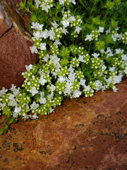 Tautropfen; Wasser; Struktur; Tau; Regentropfen