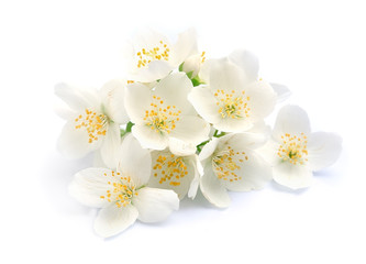 White jasmine flowers