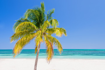 Obraz na płótnie Canvas Palm tree on a beach, Cayo Levisa; Cuba