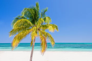 Selbstklebende Fototapeten Palm tree on a beach, Cayo Levisa  Cuba © Delphotostock