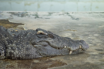 Crocodile close the second eyelid (inner) which normally used un
