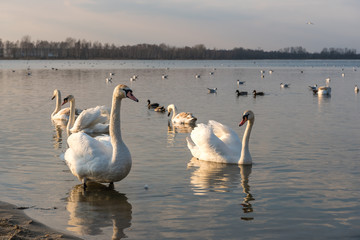 Łabędzie nad zalewem Pogoria 3 © kabat