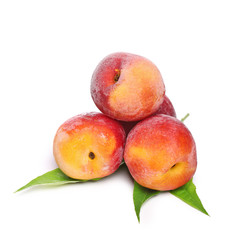 pêche sur fond blanc