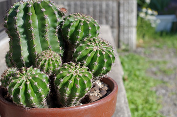 サボテンの鉢植え