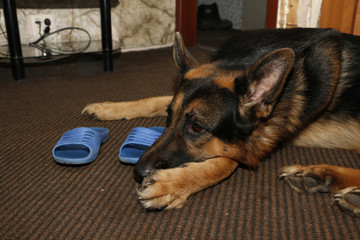 Big german shepherd dog in the room