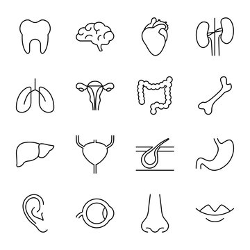 Organs of the human body. Set of vector icons. Outline style