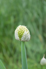 長ネギの花