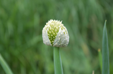 長ネギの花