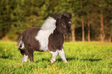 Painted shetland pony running on the field in summer