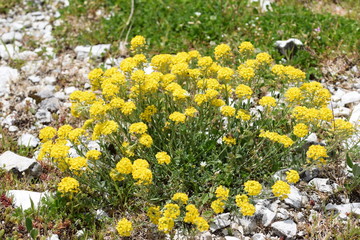 Berg-Steinkraut, ganze Pflanze (Alyssum montanum)