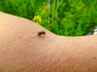 mosquito (Culex pipiens) on a human hand sucking blood
