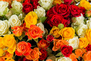 background colorful shrub rose