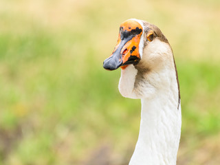 Domestic Farm Goose Portrait