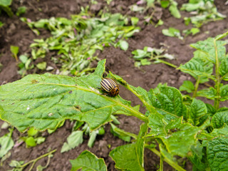 Colorado Potato Beetle (Leptinotarsa decemlineata) on the potato