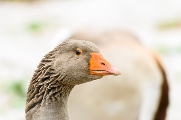 Domestic Farm Goose Portrait