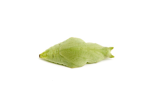  baby silkworm chrysalis