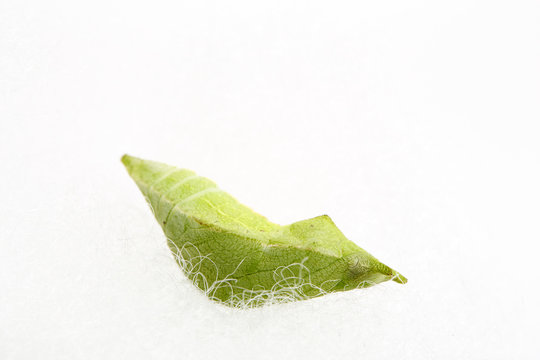  baby silkworm chrysalis