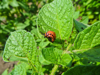 The larva of a Colorado potato beetle (Leptinotarsa decemlineata