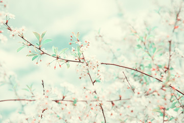 White cherry flowers