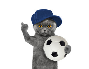 Cat in cap with a ball