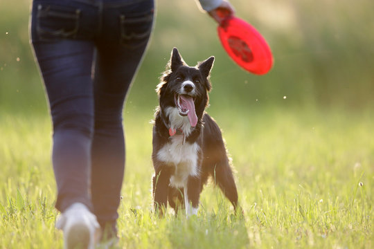 Border collie and frisbee
