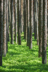 Naklejka premium Trunks of pine forest