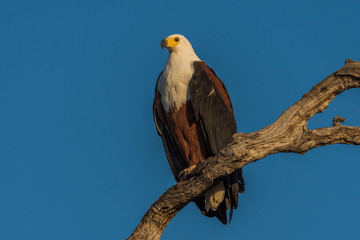 African fish eagle in golden light on branch