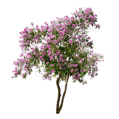 Obraz premium Isolated Lagerstroemia speciosa tree with pink and purple flowers on white background