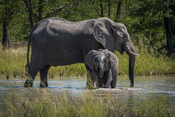 Fototapeta premium Baby elephant drinking in front of mother