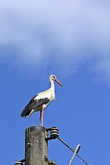 Storch auf einem Strommast