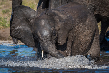 Baby elephant splashing around in shallow water