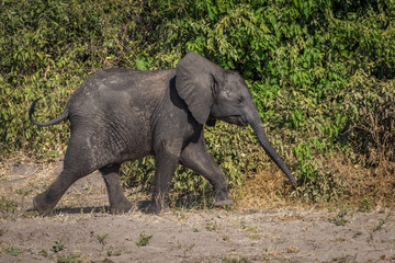 Baby elephant walking beside bushes in sunshine