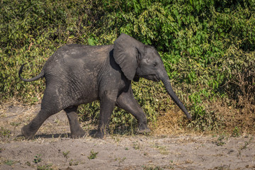 Fototapeta premium Baby elephant walking beside bushes in sunshine