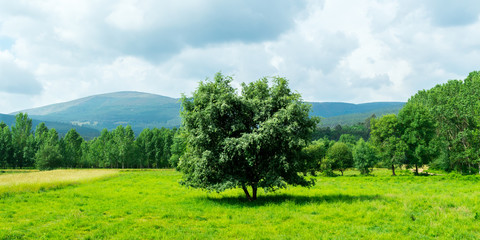Fototapeta na wymiar Paisaje con árbol aislado en pradera 