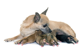 family of chihuahua