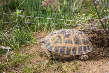 wild turtle in steppe in Kazakhstan, Malaysary