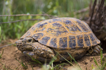 wild turtle in steppe in Kazakhstan, Malaysary