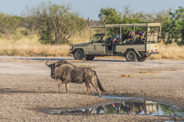 Blue wildebeest by puddle with jeep behind © Nick Dale
