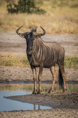 Blue wildebeest standing beside puddle facing camera