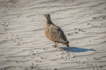Burchell's sand grouse on sand with footprints