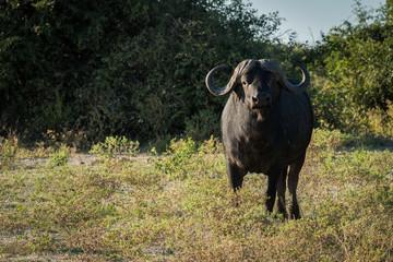 Cape buffalo standing in clearning facing camera
