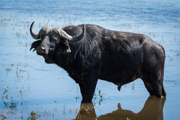 Cape buffalo standing in shallows facing camera - obrazy, fototapety, plakaty