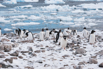 Penguin Colony