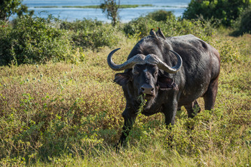 Fototapeta premium Cape buffalo with yellow-billed oxpeckers on back