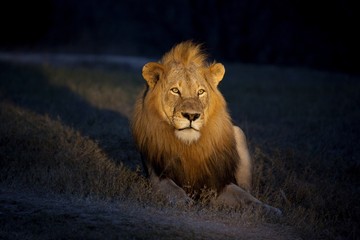 Lion in spotlight